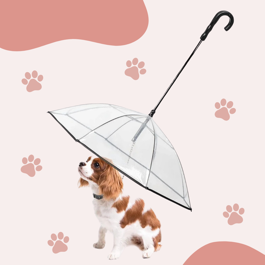 Pawrella – Die Leine mit integriertem Regenschirm für trockene Hunde